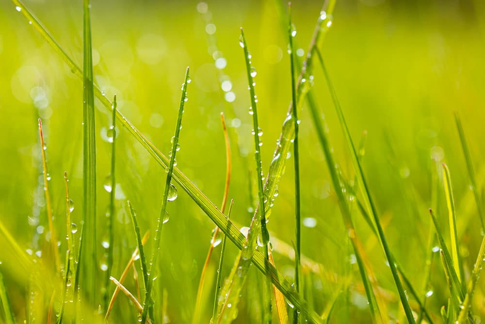 Close up of Dew on Grass