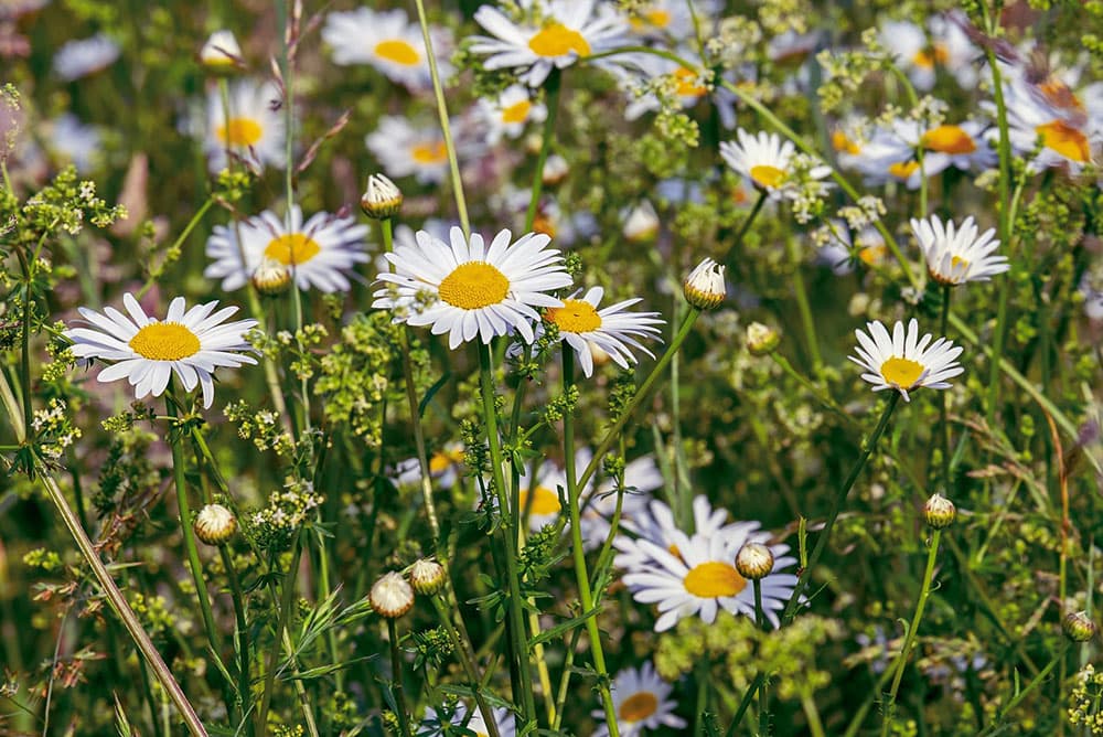 Daisies