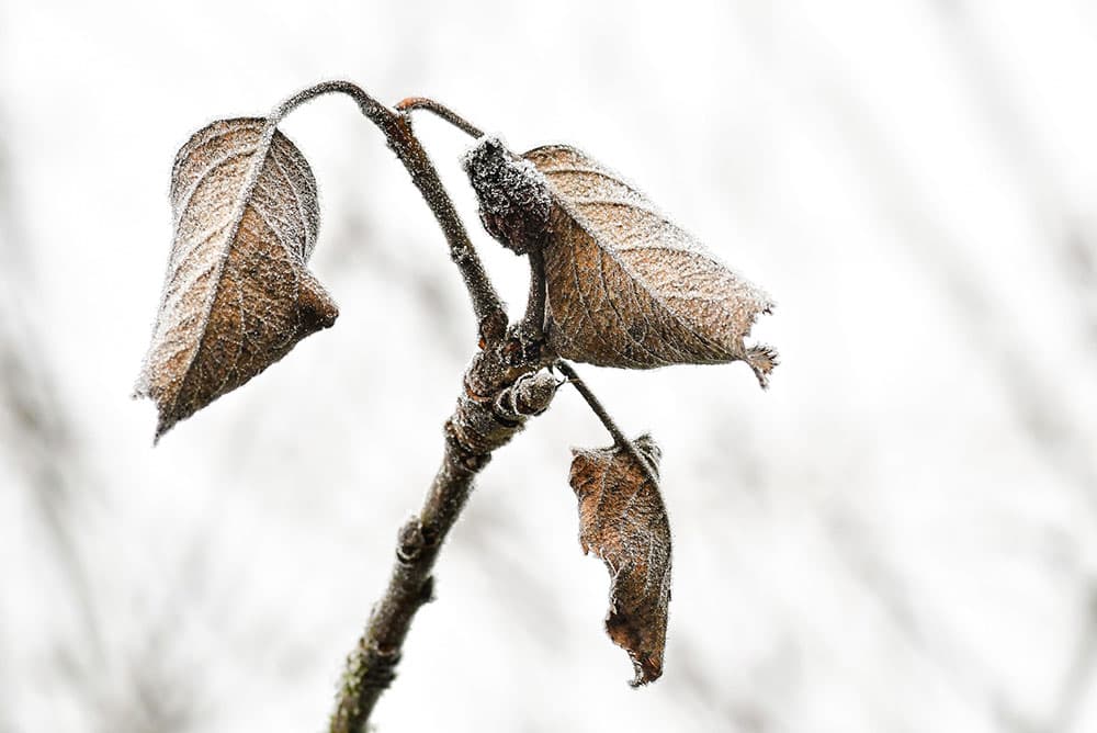 Frosted leaves in winter