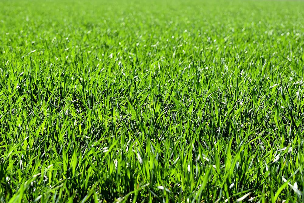 Grass Meadow in Summer