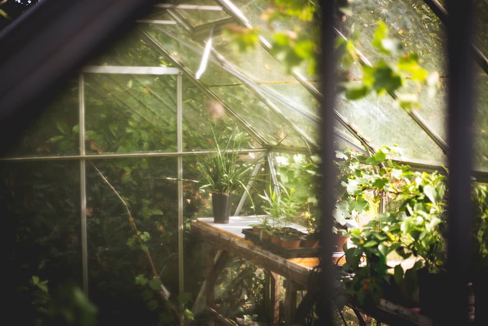 Plants inside a Greenhouse