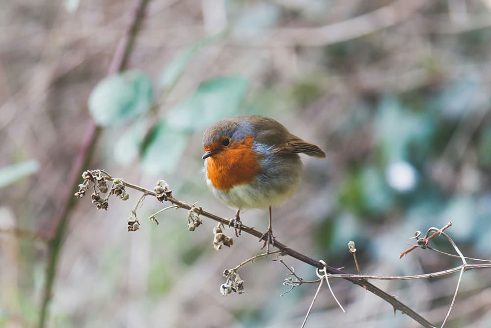 Robin on a branch in winter