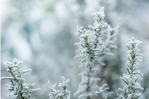 Plant in Winter