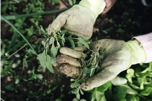 Removing weeds from the garden