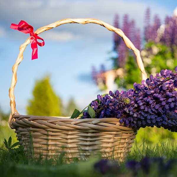 Wire & Basket Planters