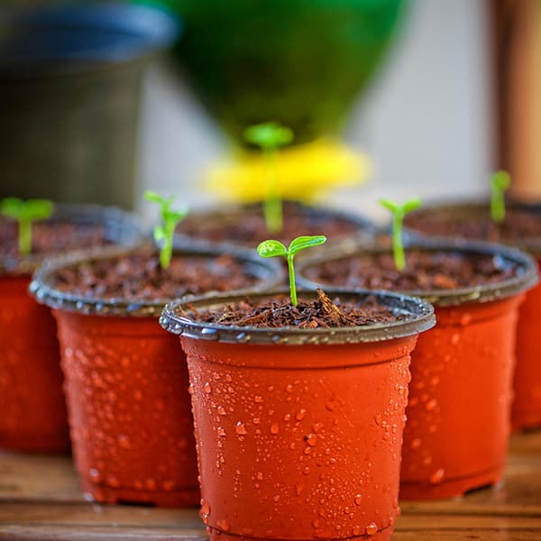 Continental Pots