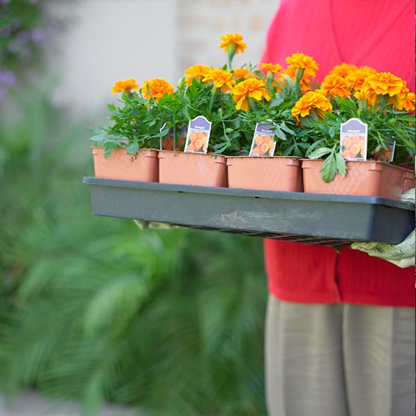 Pot Carry Trays