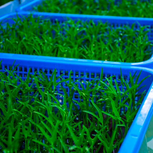 Stacking Trays & Crates