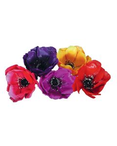 Anemone Picks - Assorted