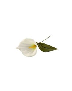 Calla Lily Picks - White