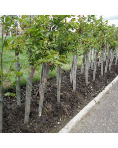 Spiral Tree Guards - Clear - 38mm x 45cm