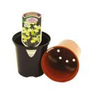 Aeroplas Container Pots with Label Slots - 0.33L