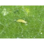 ABS Thrips Control (Up to 75m²)