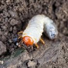 Chafer Grub Control Nematodes (Up to 10m²)