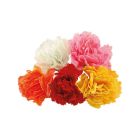 Carnation Picks - Assorted Colours