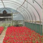 Lumisol CLEAR Polytunnel Cover - Per Mtr