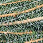 Christmas Tree Netting - 65cm x 200m