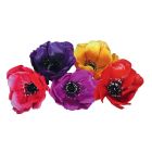 Anemone Picks - Assorted