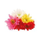 Mini Mum Picks - Assorted