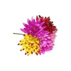 Spiked Dahlia Picks - Assorted