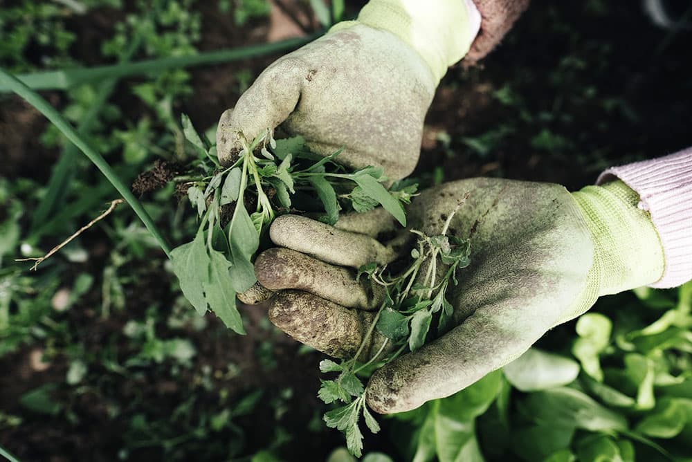 Removing weeds from the garden