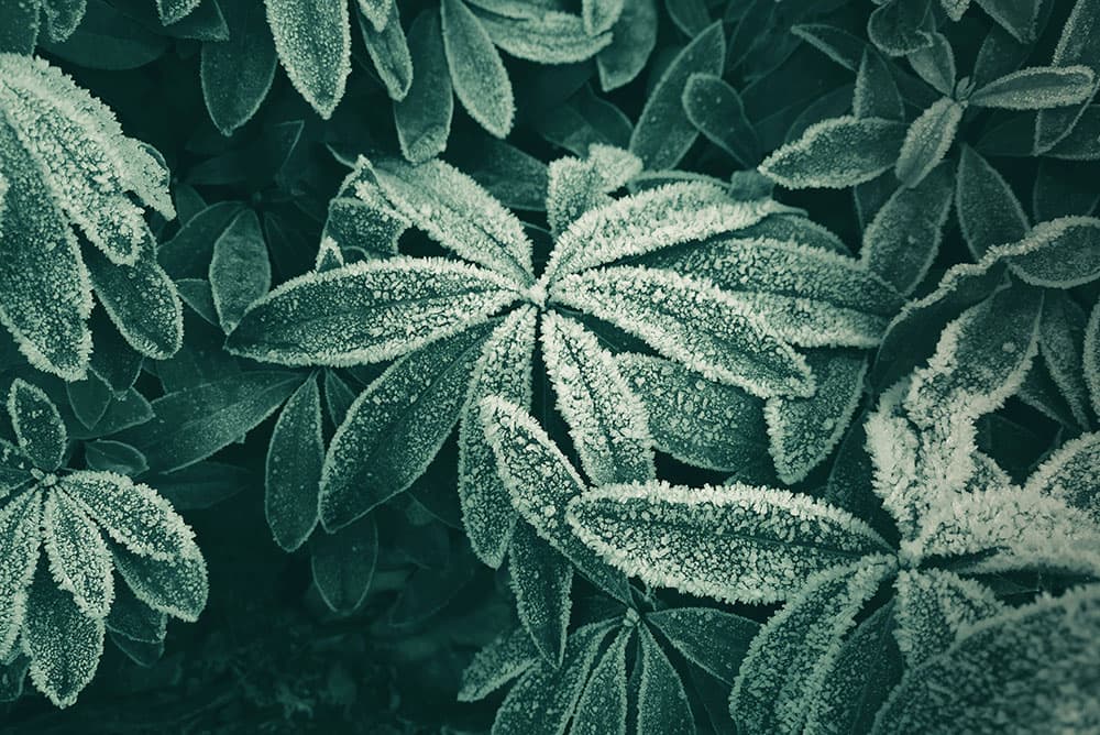 Frosty leaves