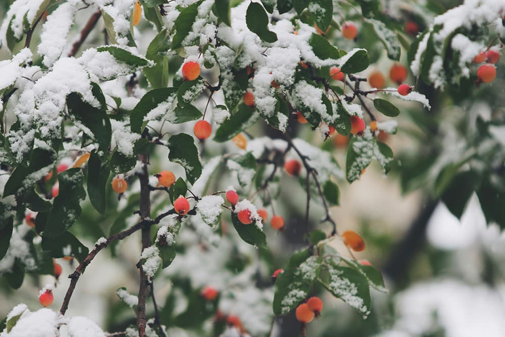 Winter Gardening